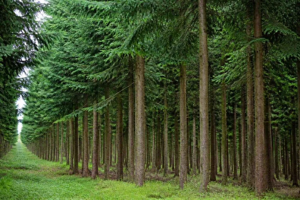 Równy szpaler drzew w leśnej plantacji Długi rząd smukłych drzew iglastych porastających zielony leśny teren